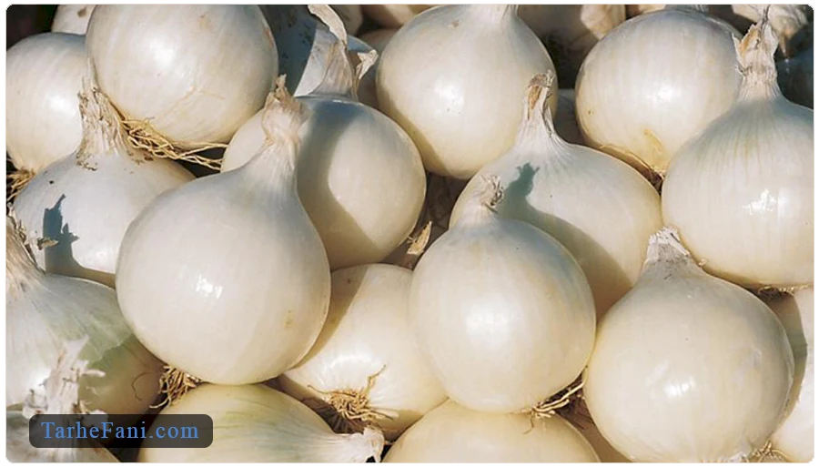 طرح توجیهی کاشت موسیر