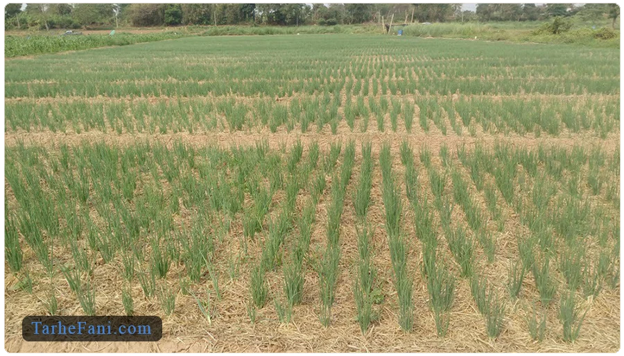 فرایند کاشت موسیر در زمین 