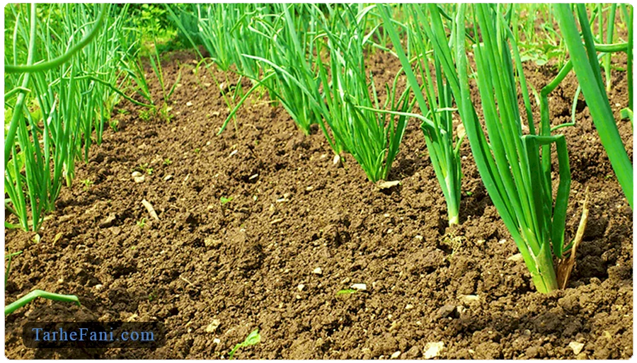 بررسی میزان درآمد و سودآوری در کسب‌وکار کاشت موسیر