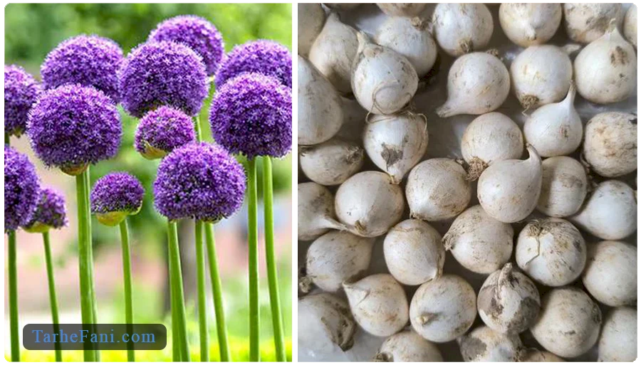 مطالعات بازار در صنعت کاشت موسیر 