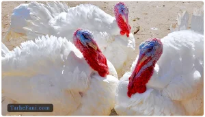 طرح توجیهی پرورش بوقلمون گوشتی