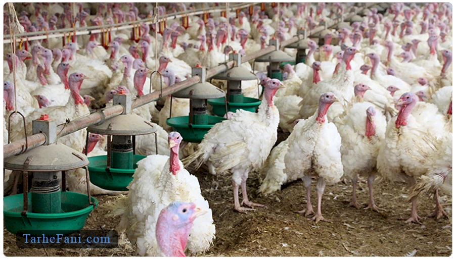 نرخ بازدهی سرمایه در طرح توجیهی پرورش بوقلمون گوشتی