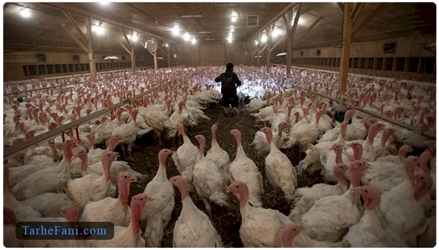 تحلیل درآمد و سود پرورش بوقلمون گوشتی