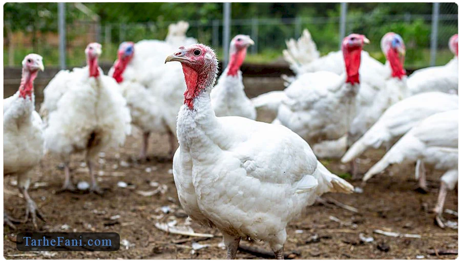 مجوز پرورش بوقلمون گوشتی 