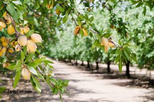 طرح توجیهی درخت بادام