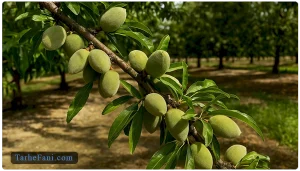 طرح توجیهی درخت بادام