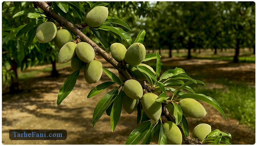 طرح توجیهی درخت بادام
