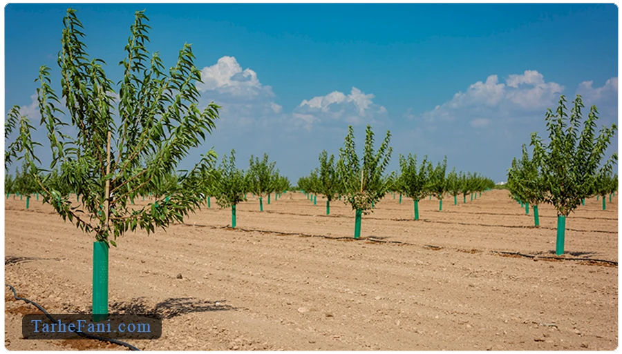 انتخاب ارقام تجاری و پربازده بادام