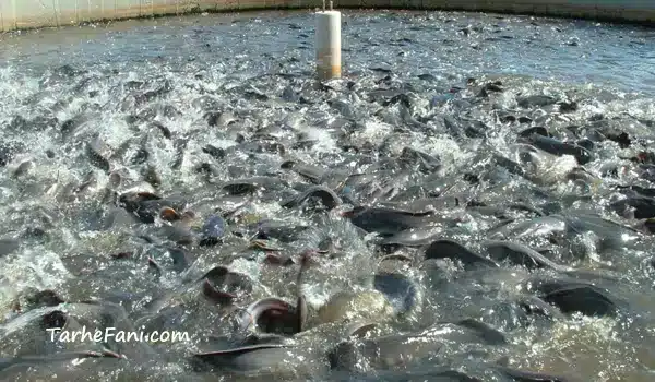 انواع پرورش ماهی - طرح فنی