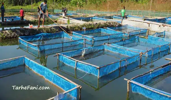 مکان مناسب برای ماهی پرواری - طرح فنی