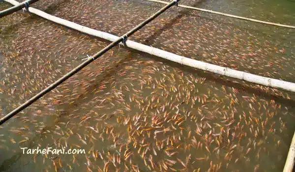 سود ماهی - طرح فنی