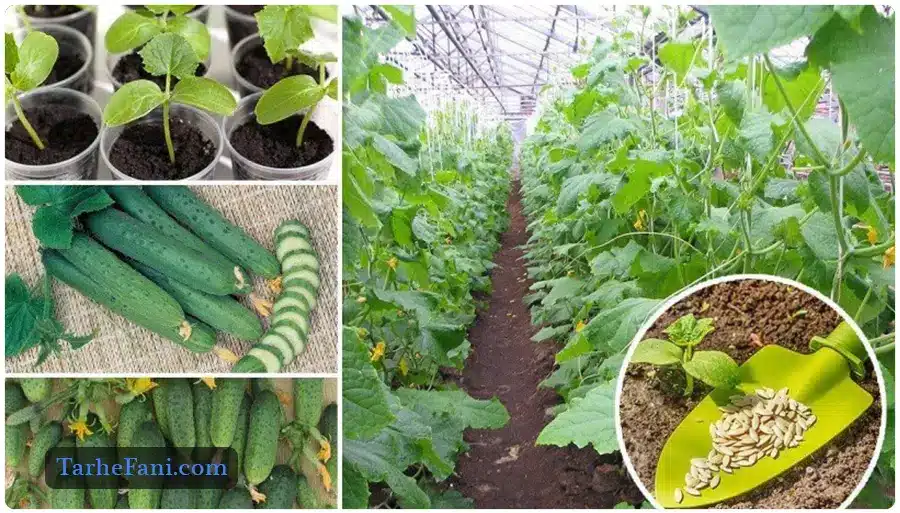 طرح توجیهی گلخانه خیار - طرح فنی