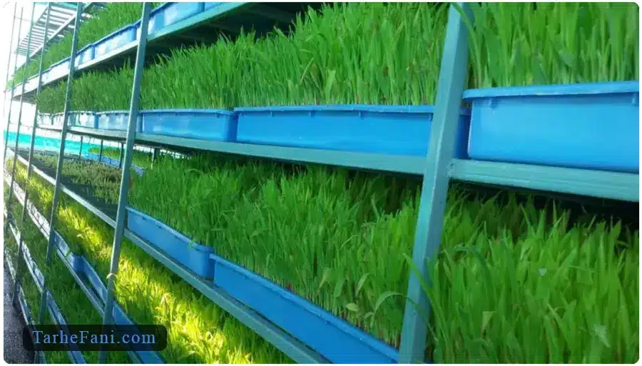 طرح توجیهی علوفه هیدروپونیک - طرح فنی