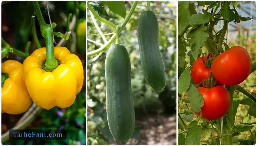 طرح توجیهی گلخانه صیفی جات - طرح فنی