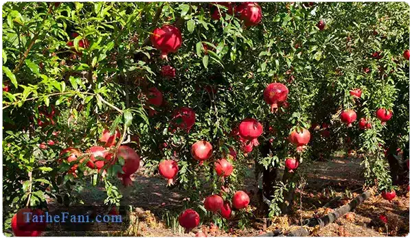 کاشت درخت انار - طرح فنی