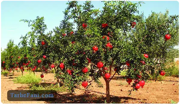 احداث باغ درخت انار - طرح فنی