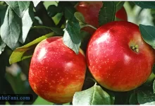 طرح توجیهی احداث باغ سیب - طرح فنی