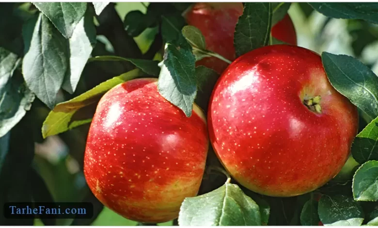 طرح توجیهی احداث باغ سیب - طرح فنی
