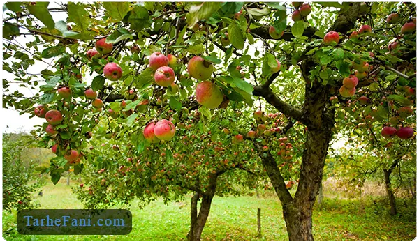 کاشت درخت سیب - طرح فنی