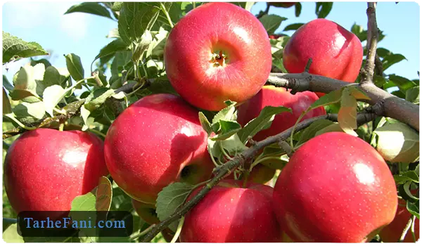 احداث باغ سیب - طرح فنی