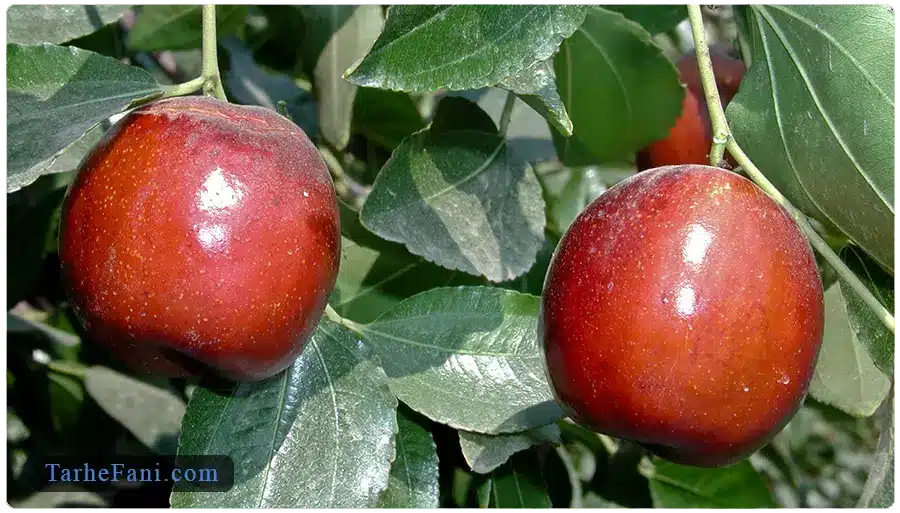 طرح توجیهی احداث باغ عناب - طرح فنی