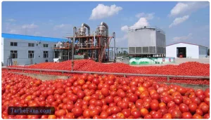 طرح توجیهی تولید رب گوجه فرنگی - طرح فنی