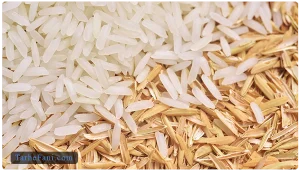 طرح توجیهی کارخانه شالیکوبی