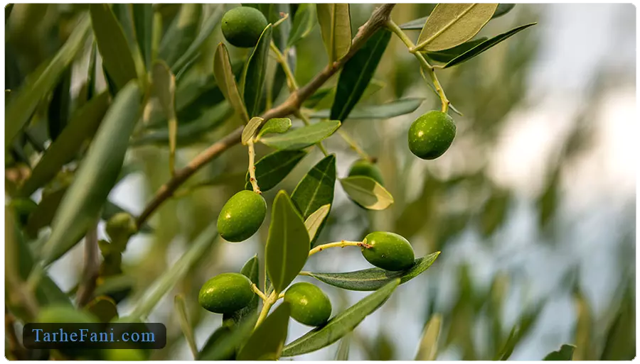 طرح توجیهی احداث باغ زیتون - طرح فنی