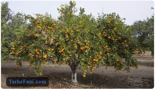 احداث باغ درخت نارنگی - طرح فنی