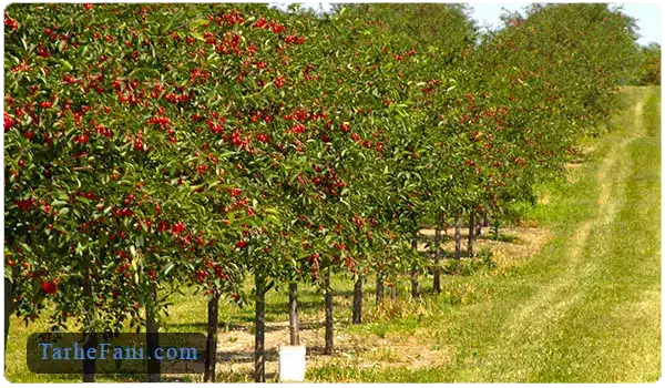 احداث باغ درخت آلبالو - طرح فنی 