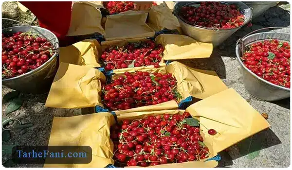 برداشت میوه آلبالو - طرح فنی