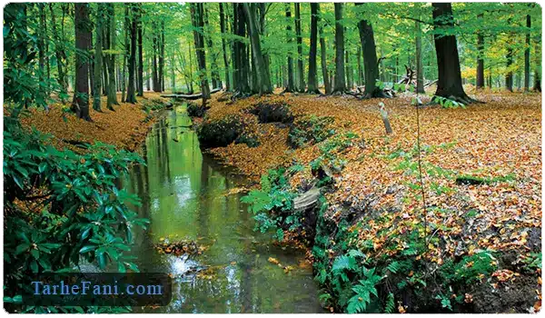 جنگل سازی با هدف احداث پارک جنگلی - طرح فنی