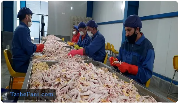 نیروی کار برای تولید عصاره ژلاتینی پای مرغ - طرح فنی
