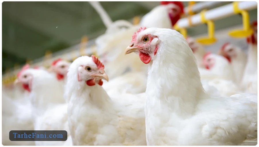طرح توجیهی مرغداری گوشتی