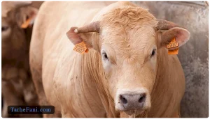 طرح توجیهی پرواربندی گوساله