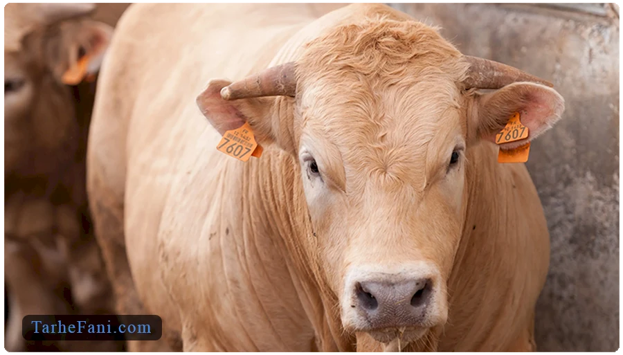 طرح توجیهی پرواربندی گوساله