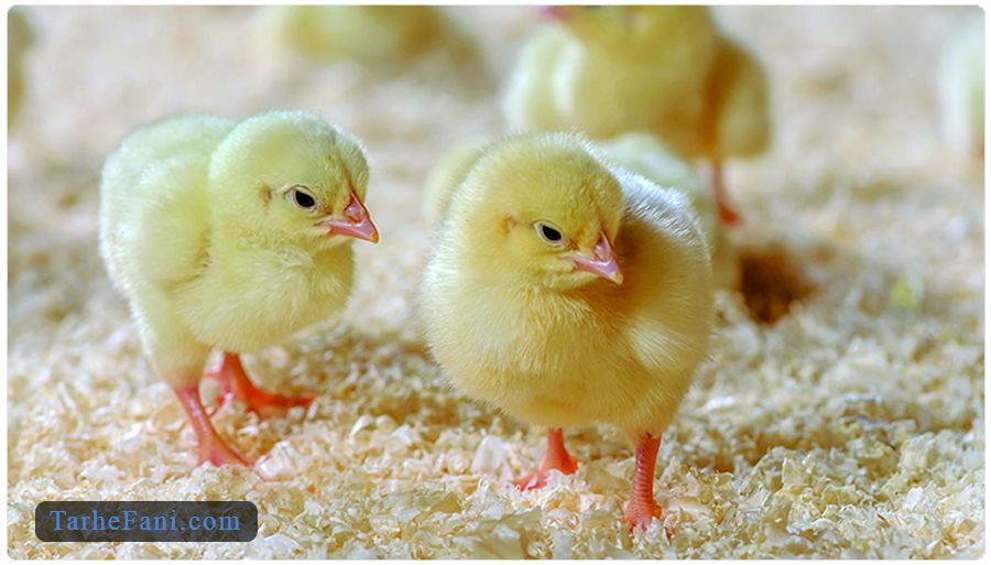 طرح توجیهی تولید جوجه یک روزه