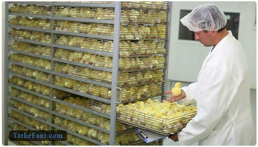 فرایند تولید جوجه یک روزه در کارخانه