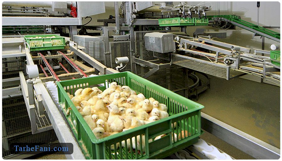 لیست دستگاه‌ها و تجهیزات موردنیاز برای تولید جوجه یک روزه 