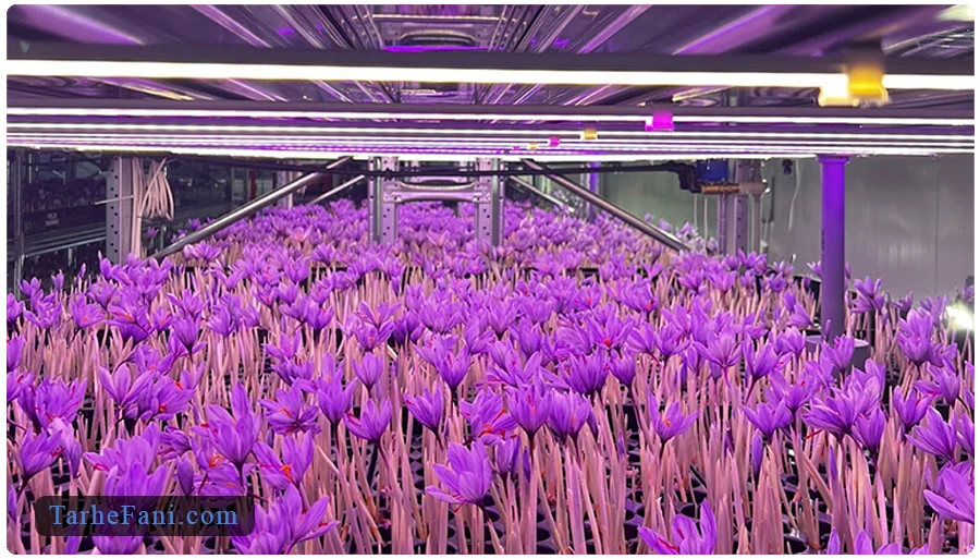 فرایند پرورش زعفران در گلخانه 