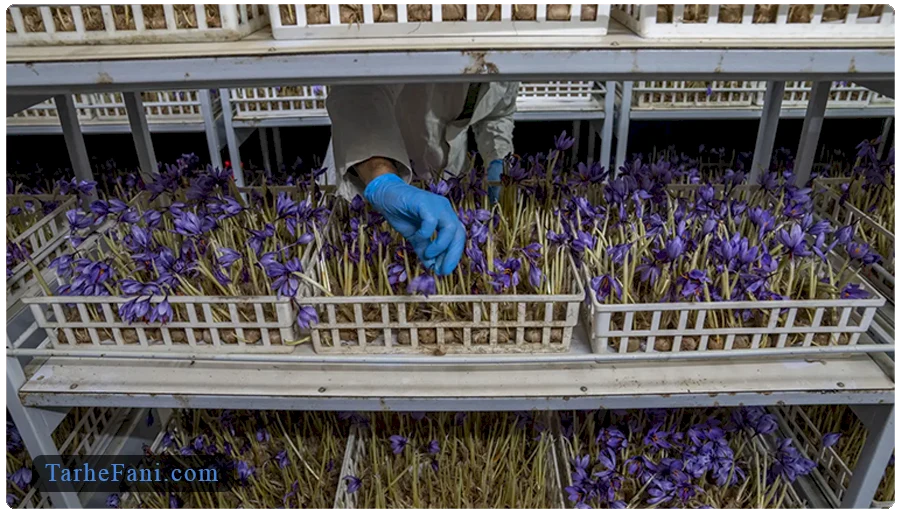 لیست تجهیزات موردنیاز برای گلخانه زعفران